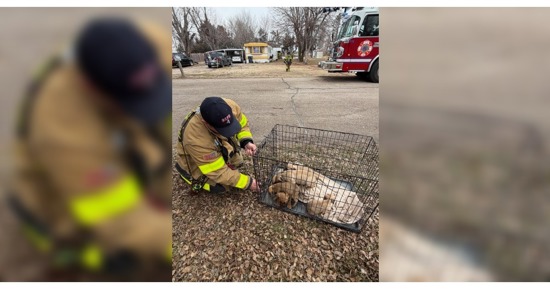 Puppies saved from Grand Island house fire