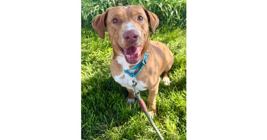 CNHS Features Happy for Adoption
